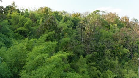 Deslícese-En-Vista-Del-Rico-Bosque-De-Bambú-Verde-Que-Forma-Parte-De-Las-Ricas-Selvas-De-La-India