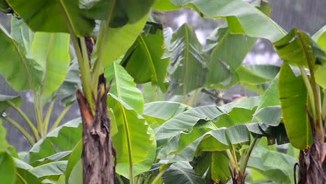 Beautiful-zoomed-in-footage-of-banana-plantation-on-a-family-operated-farm-in-central-America