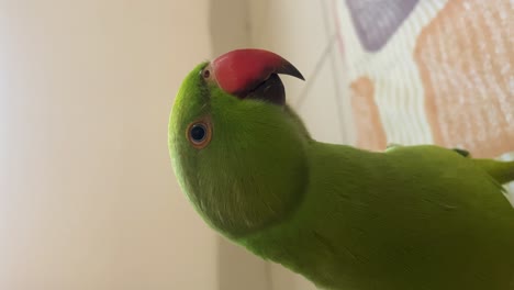 Inquisitive-Green-Parrot-On-Bed-Leaning-Looking-Around