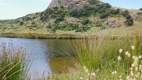 Grasses-growing-on-river-shore-of-Spirits-Bay-with-idyllic-green-mountain-in-background---Beautiful-destination-during-summer-day-in-New-Zealand