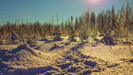 Close-up-of-sapling-trees-in-winter-with-snow-on-the-ground