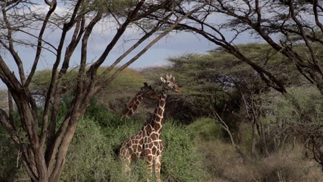 Jirafas-En-Un-Parque-Nacional-De-Kenia-En-Cámara-Lenta