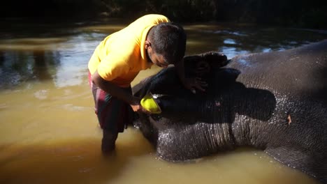 Ein-Mann-Aus-Sri-Lanka-Reinigt-Einen-Elefanten,-Der-Im-Flusswasser-In-Der-Nähe-Von-Hikkaduwa-Liegt