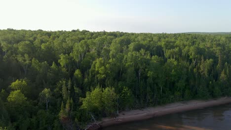 Aerial-view-of-a-beautiful-forest-by-lake-shore-on-a-summer-golden-hour