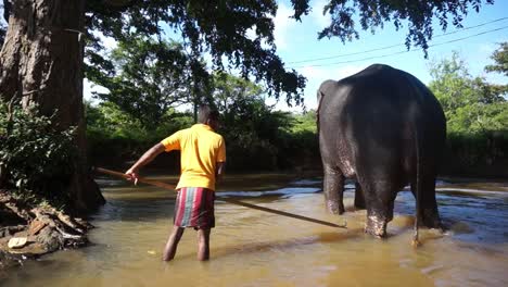 Ein-Mann-Aus-Sri-Lanka-Wäscht-Und-Hütet-Einen-Einzelnen-Dressierten-Elefanten-In-Einem-Fluss