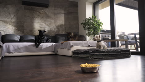 Three-dogs-on-couch-in-modern-apartment,-bowl-of-dog-food-on-the-floor