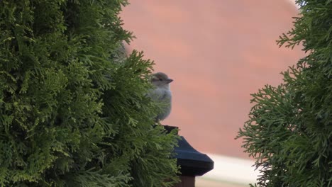 House-sparrow-bird-cleaning-and-sitting-on-fence-post-hiding-behind-tree-in-backyard-garden-of-home-in-Canada-and-United-States