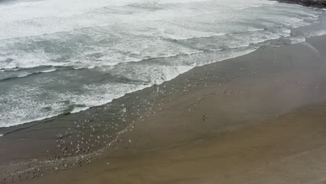 Weit-Oben-Blick-Auf-Einen-Schwarm-Vogelmöwen,-Der-Am-Strand-Und-Im-Meer-Fliegt