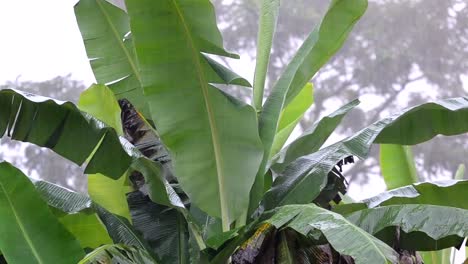 Riesige-Blätter-Einer-Bananenpalme,-Die-Sich-Während-Des-Starken-Monsunregens-Im-Wind-Wiegen