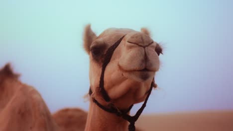 Nahaufnahme-Eines-Kamelkopfes,-Der-In-Der-Wüste-Der-Vereinigten-Arabischen-Emirate-Steht