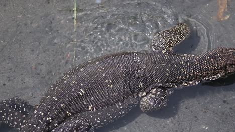 Close-up-top-view-of-a-giant-spotted-monitor-swimming-and-relaxing-in-shallow-water-in-an-aerial-shot