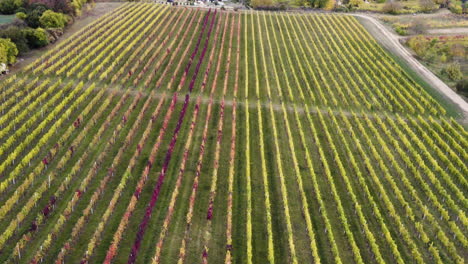 Colorful-grapevine-vineyard-above-a-village-in-autumn,-Czechia,-drone