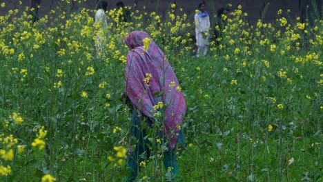 Eine-Pakistanische-Bäuerin-Pflückt-Getreide-Auf-Einem-Grünen-Feld-In-Sindh,-Von-Hinten-Betrachtet