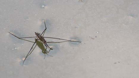 Closeup-of-wild-water-strider-resting-on-water-surface-in-wilderness