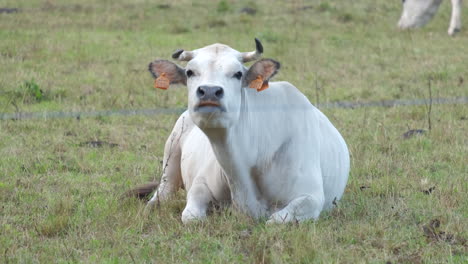 Close-up-of-white-cow-in-rural-field-farm