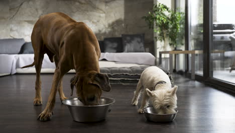 Ridgeback--Und-Terrierhunde-Fressen-Aus-Schüsseln-Im-Modernen-Wohnzimmer