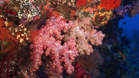 Weichkorallen-Entlang-Der-Korallenriffwand-Treiben-Beim-Filmen-Entlang