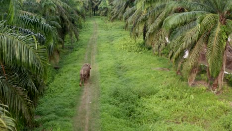 Aerial-shot-of-pygmy-elephant-walking-alone-in-the-Malaysian-palm-plantation,-the-drone-follow-the-animal-along-the-path