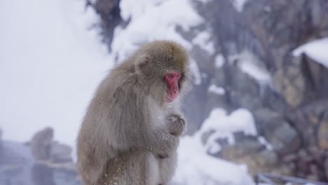 Lonely-Snow-Monkey-Huddling-in-the-Cold-Winter-Weather-of-Nagano,-Japan