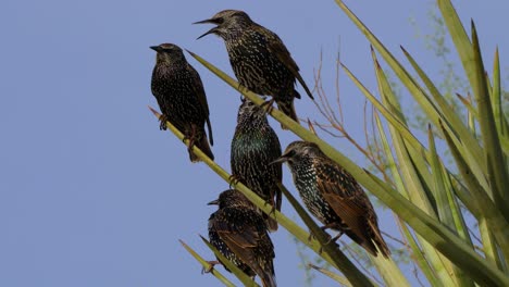 A-Group-of-starlings-sings-from-the-leaves-of-a-yucca