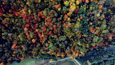 Aerial-top-down-shot-of-dense-colorful-forest-trees-lighting-by-sun-in-autumn-season
