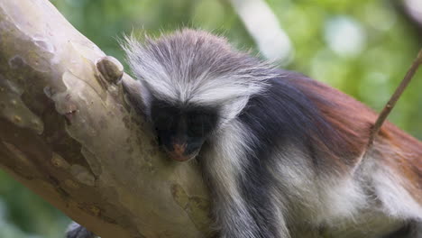 Mono-Colobo-Rojo-De-Zanzíbar-Durmiendo-En-La-Rama-De-Un-árbol-De-La-Selva,-De-Cerca