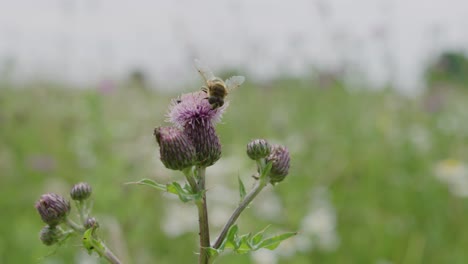 Biene-Inspiziert-Rosa-Distelblüte;-Wichtiger-Bestäubungsdienst
