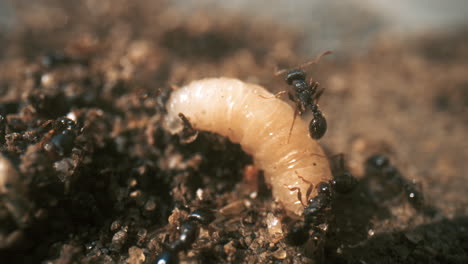 Makro-Nahaufnahme-Schwarze-Ameisen,-Die-Eine-Larve-Zurück-Zum-Nest-Bewegen