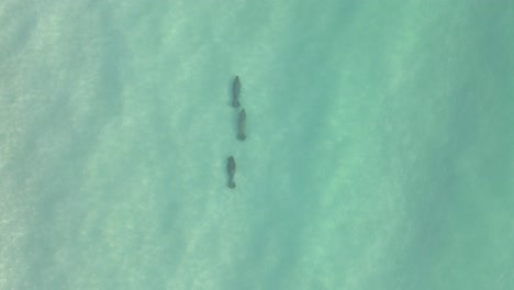 Overhead-view-of-three-big-Manatees-in-shallow-green-lagoon-water