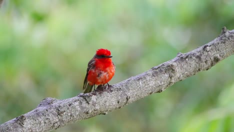 Male-vermilion-flycatcher,-pyrocephalus-rubinus-perching-on-a-tree-branch-against-green-forest-environment-on-a-windy-day