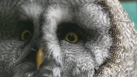 Macro-shot-of-grey-Owl-with-yellow-eyes-looking-at-camera,-extreme-detail-shot---prores-422-quality