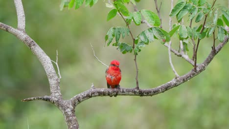 Front-facing-little-male-scarlet-flycatcher,-pyrocephalus-rubinus-with-vibrant-red-plumage-perching-on-Y-shape-tree-branch-against-beautiful-green-foliage,-spread-its-wings-and-fly-away