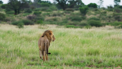 León-Adulto-Vigilante-Parado-En-Medio-De-Un-Campo-De-Hierba-En-El-Kalahari-Central-De-Botswana,-África-Del-Sur