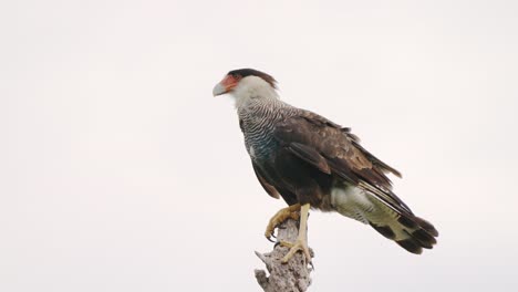 Wildlife-profile-close-up-shot-of-a-southern-crested-caracara,-caracara-plancus-standing-on-top-of-the-dead-tree-against-white-background-on-a-windy-day,-scavenging-for-potential-preys-in-the-wild