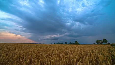 Timelapse-video-over-ripe-wheat-field-with-expressively-beautiful-cloudy-blue-sky-at-sunset