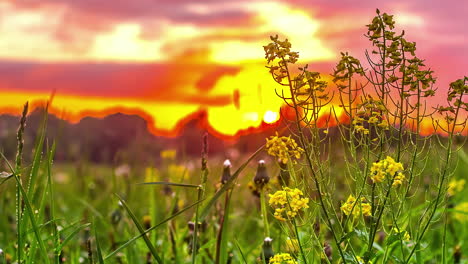 Magical-sunset-on-the-meadow-where-field-flowers-are-swaying-under-the-wind-shot-from-the-ground-level