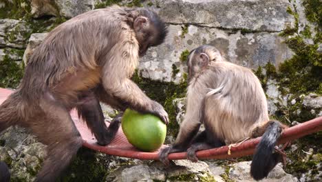 Madre-Mono-Capuchino-Y-Bebé-Comiendo-Mango-Fresco-Al-Aire-Libre-En-Exhibición-En-El-Zoológico,-Primer-Plano