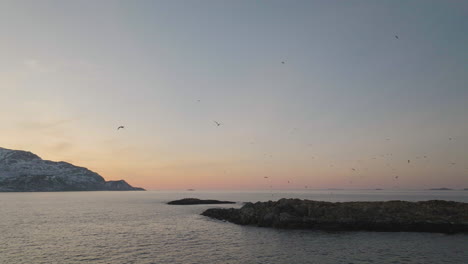 Aerial-shows-big-number-of-seagulls-in-vibrant-sunset-sky,-arctic-coastline