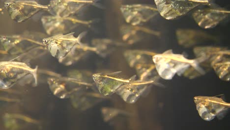 Nahaufnahme-Vieler-Süßwasserbeilfische-Sind-Eine-Familie,-Gasteropelecidae,-Von-Rochenfischen-Aus-Süd--Und-Mittelamerika