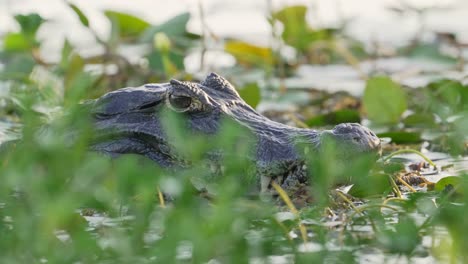 Dangerous-yacare-caiman-crocodile-with-sharp-teeth-resting-near-the-shore,-quietly-hiding-behind-aquatic-vegetations-awaiting-for-its-prey-at-ibera-wetlands,-pantanal-biosphere-reserve,-brazil