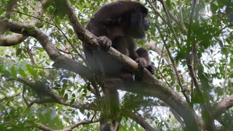 Dominanter-Männlicher-Affe,-Der-Auf-Dem-Ast-Des-Baumes-Chillt,-Umgeben-Von-Wunderschönem-Grünen-Laub-Und-Kleinen-Fliegen,-Die-Im-Biosphärenreservat-Pantanal,-Brasilien,-Herumfliegen