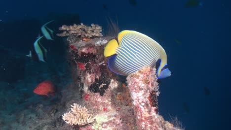 Emperor-Angelfish-swimming-over-shipwreck