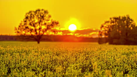 Beautiful-Wild-Flower-field-And-Amazing-Orange-Sunset---fusion-clip