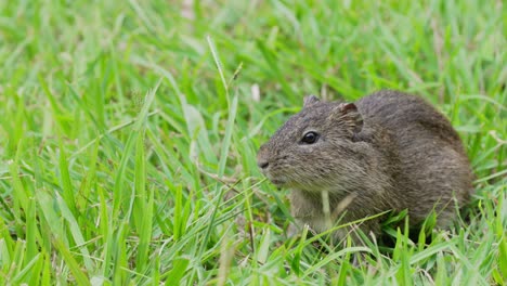 Ground-level-close-up-shot-of-a-little-brazilian-guinea-pig,-cavia-aperea-munching-on-fresh-green-grass-on-a-sunny-day,-pantanal-conservation-area