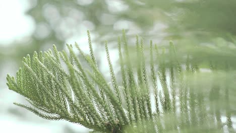 Slow-Pan-Left-Shot-Of-Green-Pine-Tree-Branches-With-Bokeh-Background