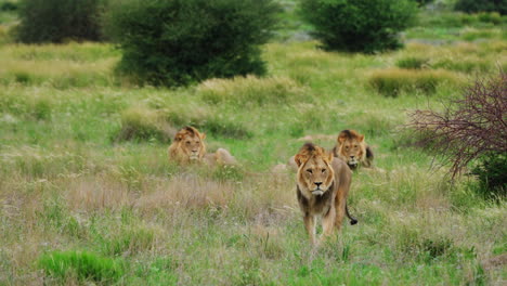 Two-Lions-Resting-And-One-Walking-Through-The-Grass-In-Central-Kalahari-Game-Reserve,-Botswana---wide-shot