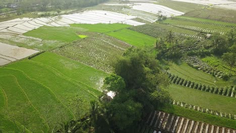 Descending-aerial-view-of-over-flooded-rice-fields-during-cloudy-day-after-storm-in-Indonesia
