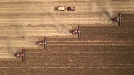 Beautiful-aerial-view-of-crop-Harvesting-in-Western-Australia