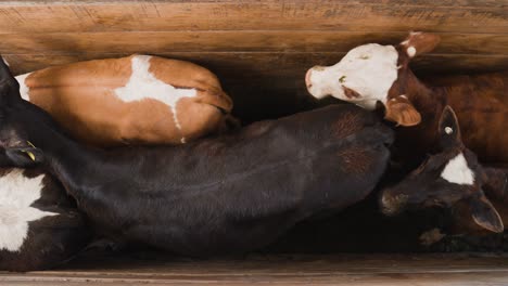 Young-calves-standing-in-wooden-path-cramped-together-waiting-for-transport