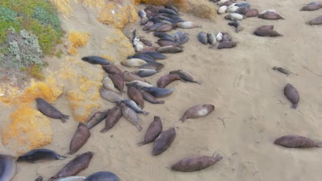 Seal-resting-in-the-sand-on-the-California-coastline-along-PCH-1